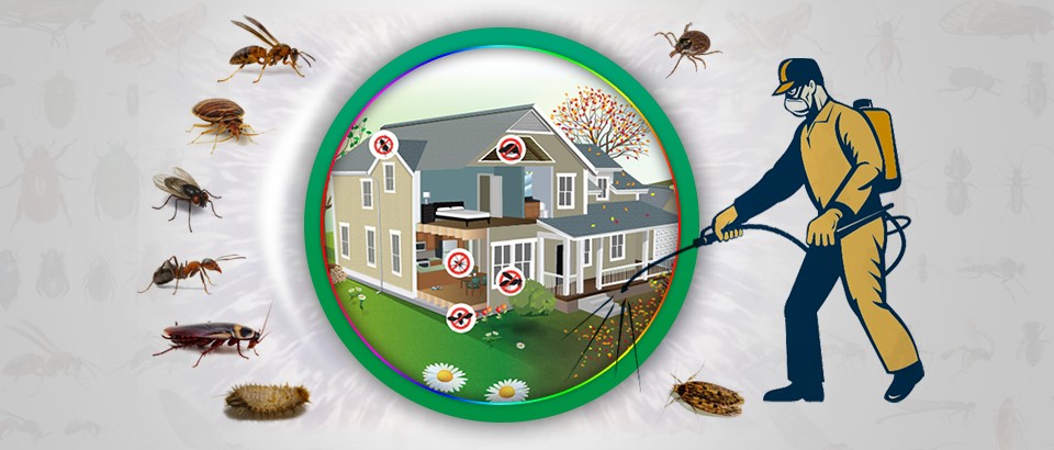 Reasons Why You Should Trust OKC Exterminators in Controlling Pests