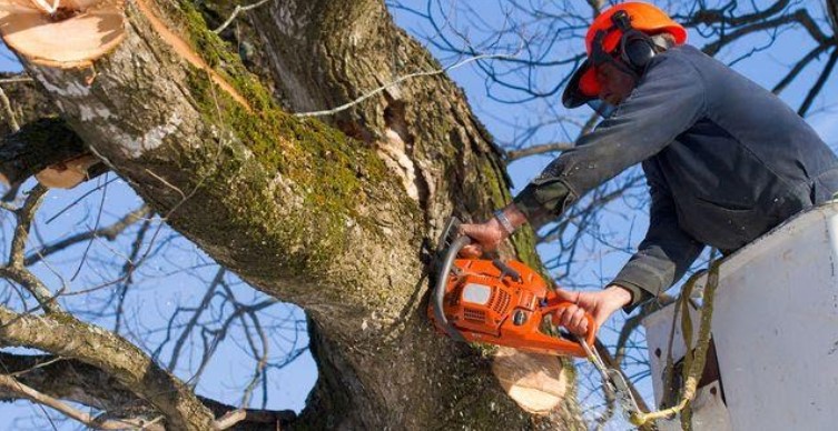 Is It Legal to Remove Tree Stumps on Your Property in the USA?