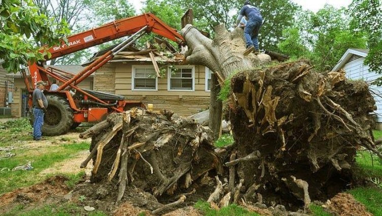 Is It Legal to Remove Tree Stumps on Your Property in the USA?