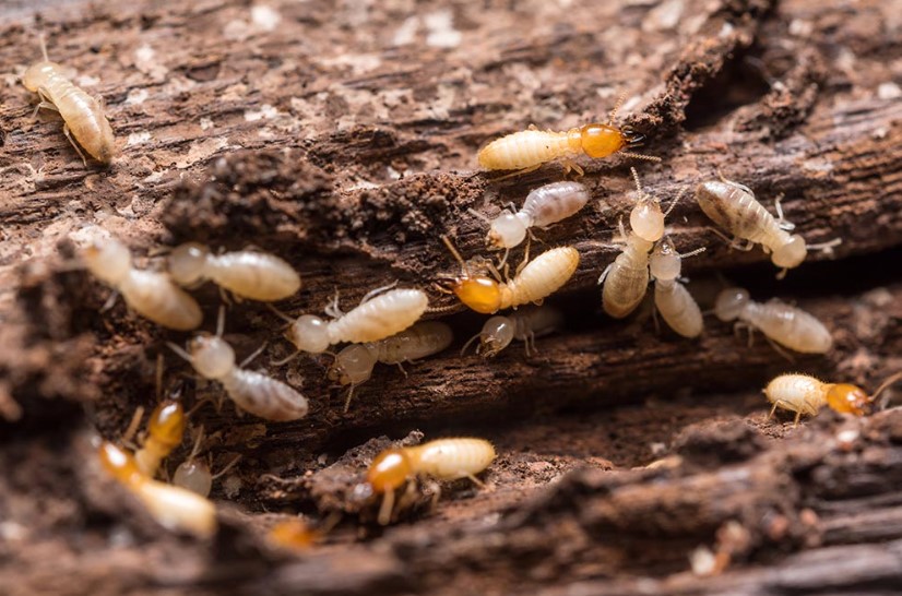 How Important is Termite Treatment to a Home?