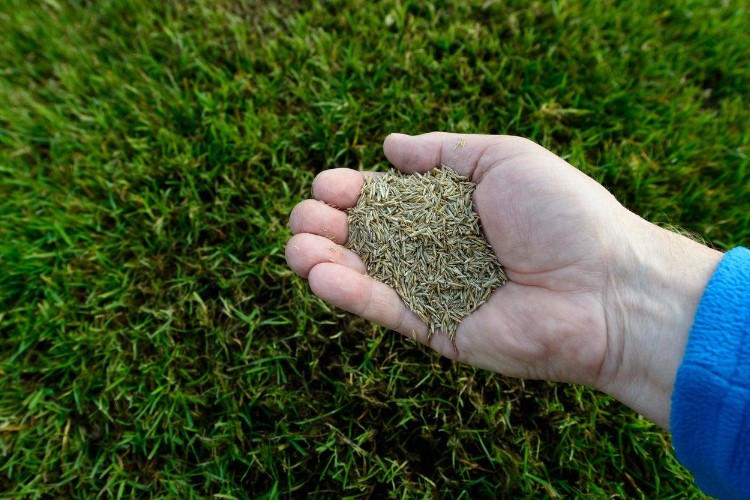 Why Is It Important To Choose The Right Grass Seed?