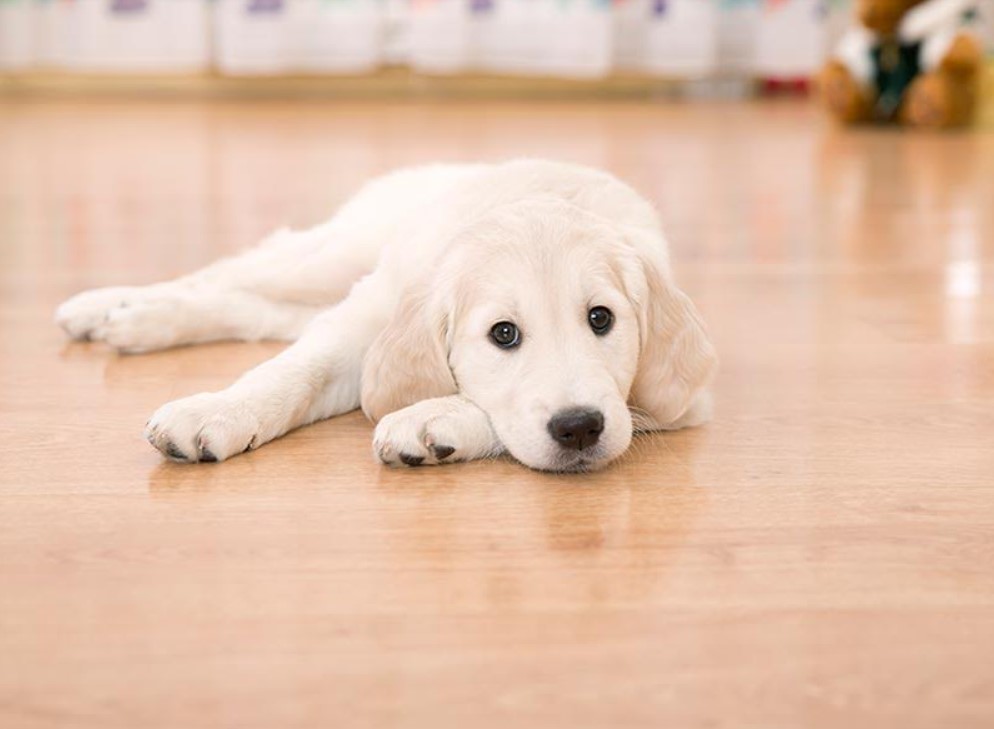 Pets and Hardwood Floors: Pros, Cons, and Solutions