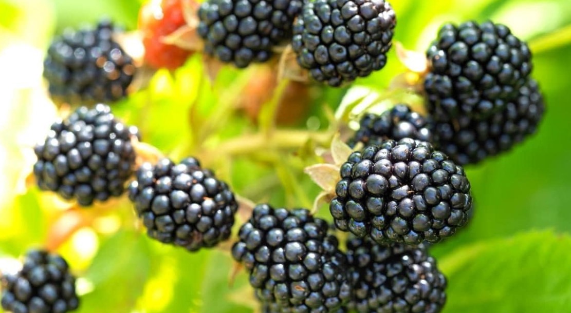 The Allure of Blackberries: Growing and Harvesting Tips